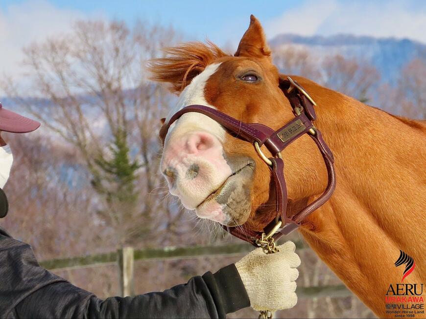 出所：うらかわ優駿ビレッジAERU 