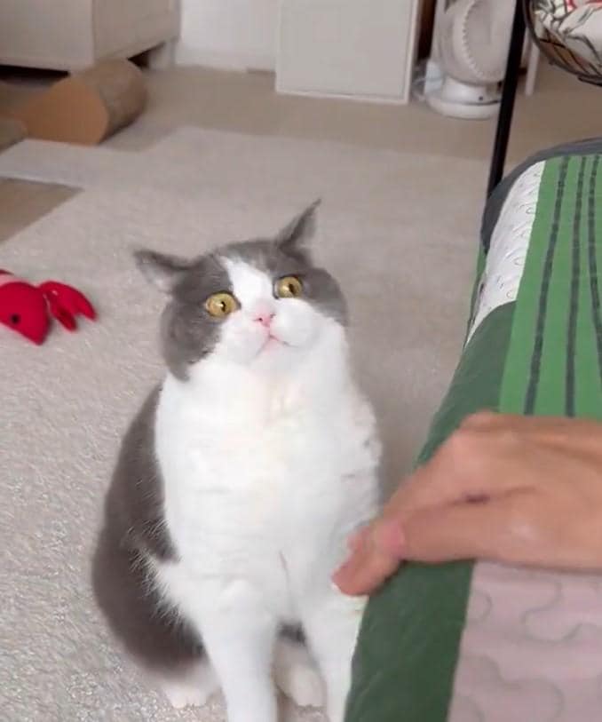 出所：@omochiomoching