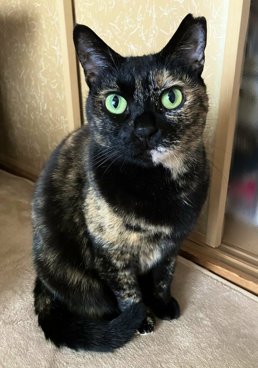 出所：@TTomoecarl