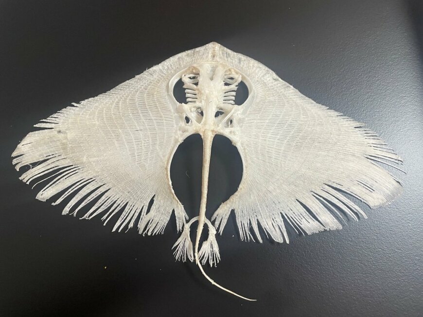 出所：@inoshishinohito