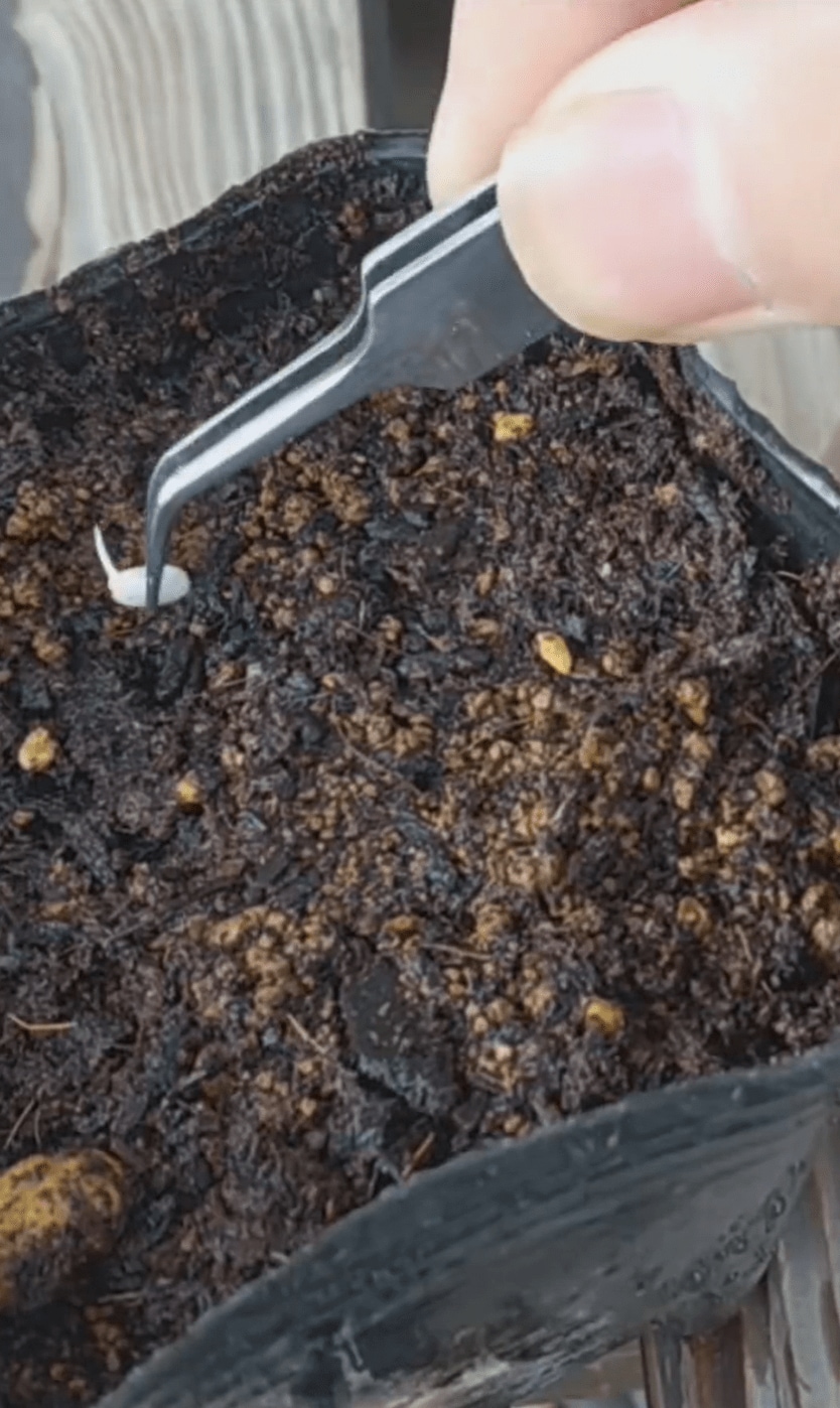 出所：@noringo_ringo