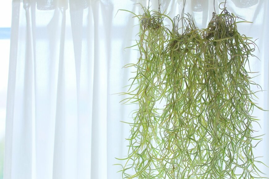 patchii/shutterstock.com