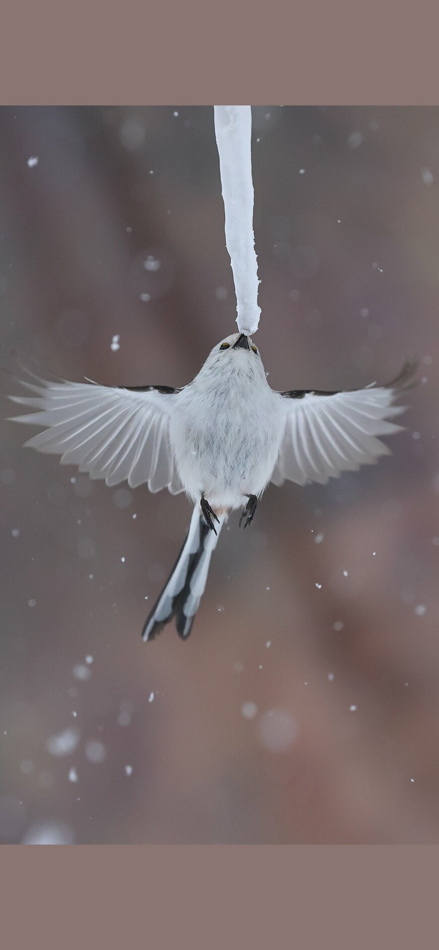 出所：@daily_simaenaga