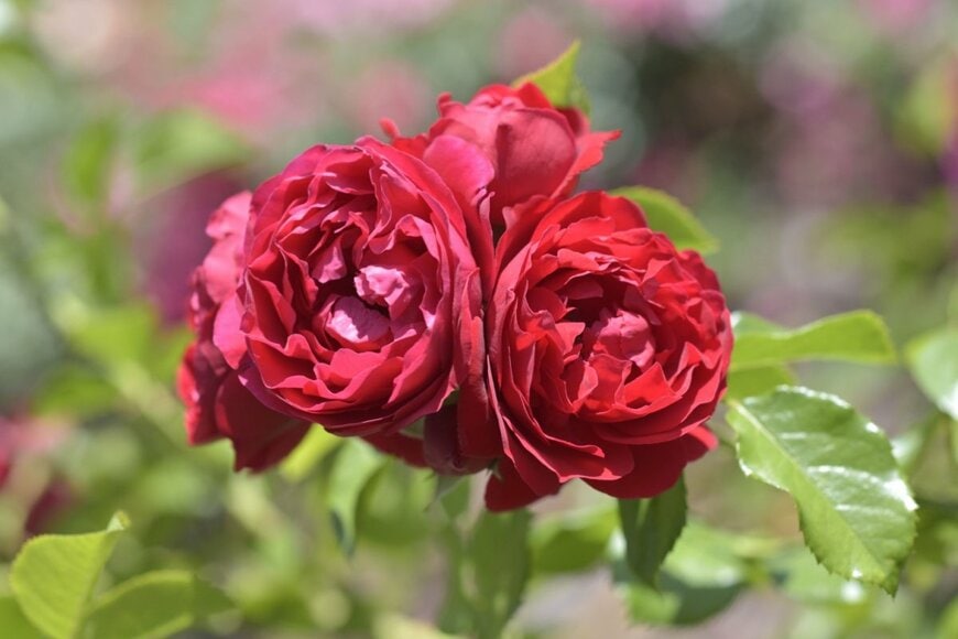 nissia/shutterstock.com