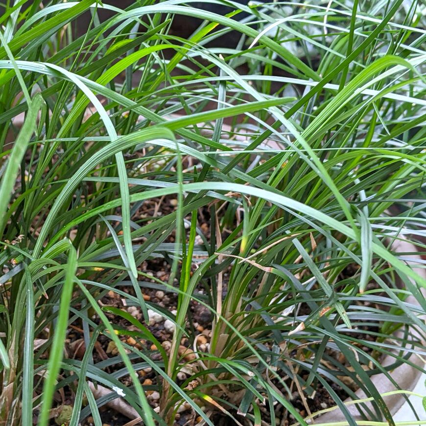 寄せ植えに使ったリュウノヒゲ