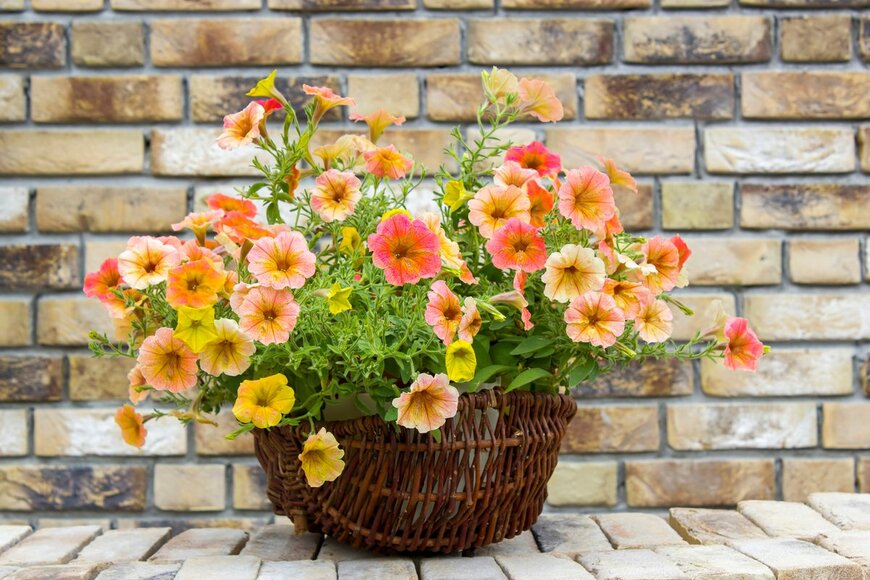 Mira Drozdowski/Shutterstock.com