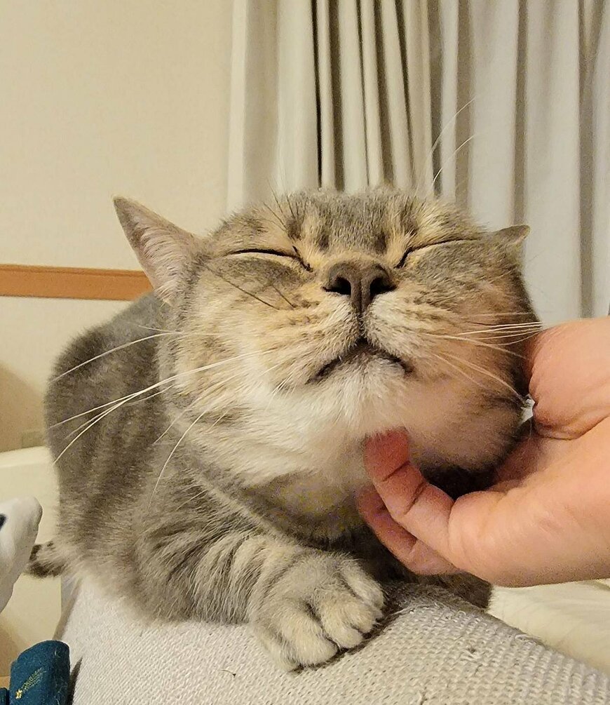 出所：@nekotansoku