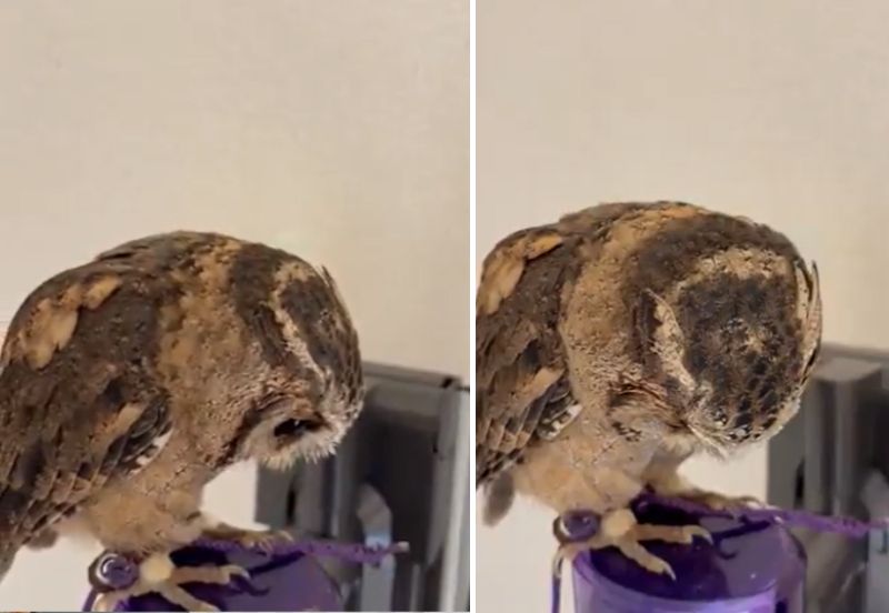 出所：@purinon2929k