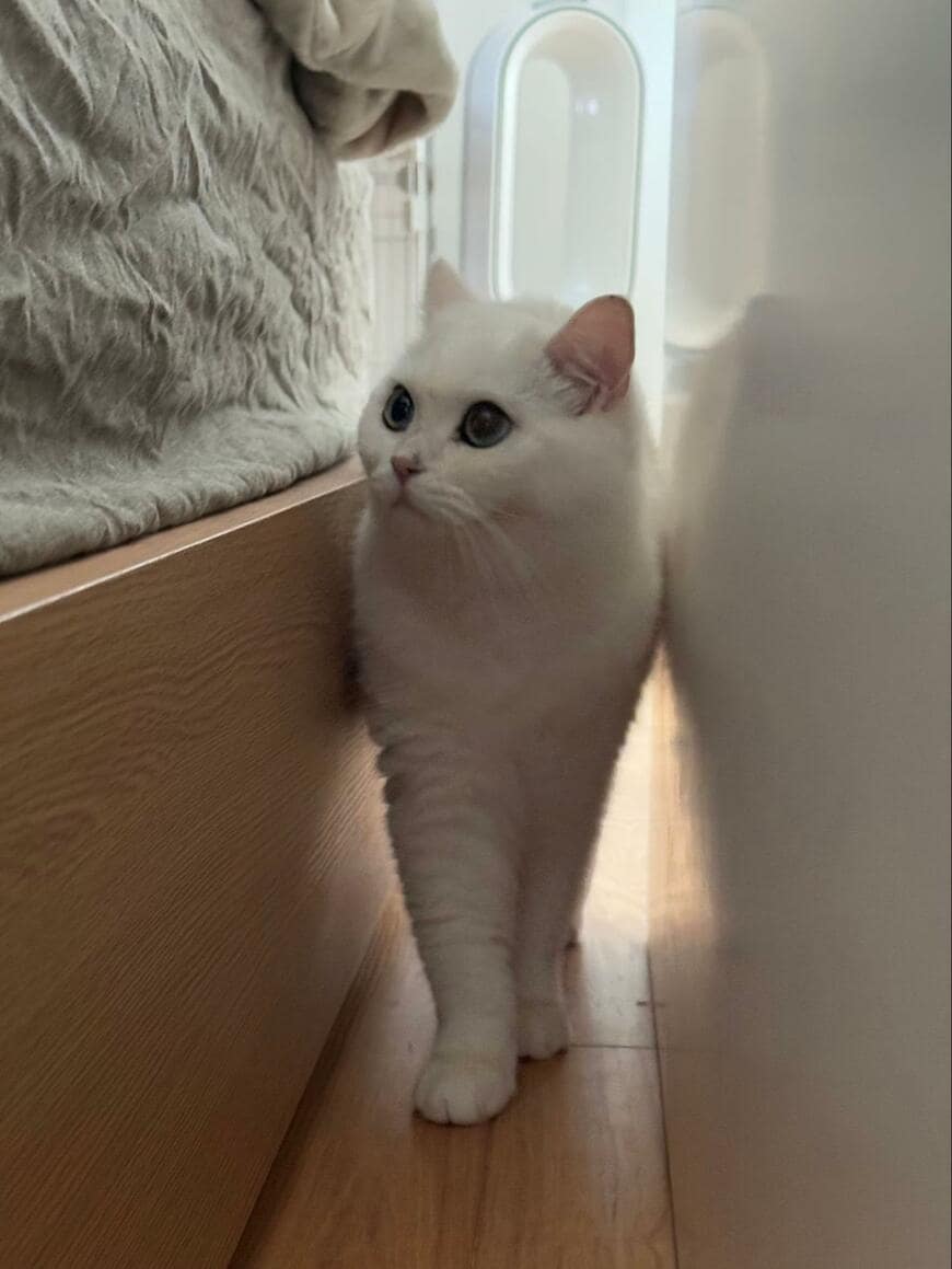 正月前に気が早い猫！？「つきたてのお餅」にしか見えない姿に思わず笑ってしまう