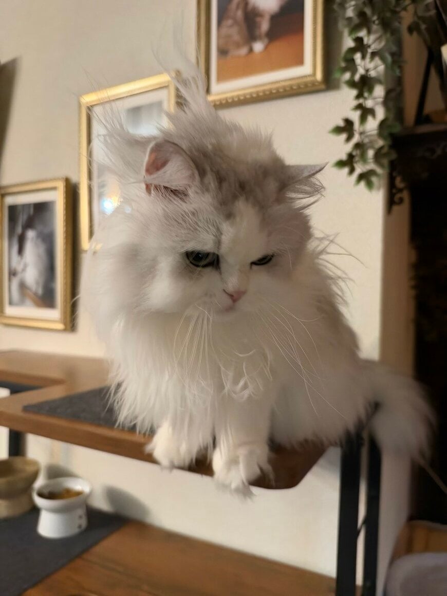 毛づくろいに失敗した猫のアホ毛に「アホ毛の域を越えてます」の声 愛嬌あふれる表情に注目