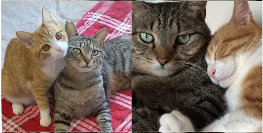 出所：@mero627puri914t