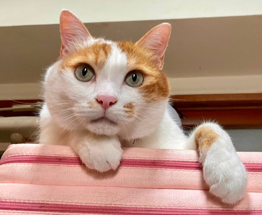 出所：@luna7taka9