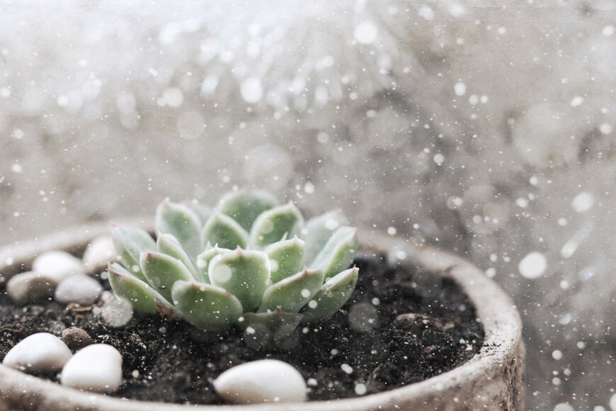 【多肉植物】寒さで枯れる本当の理由とは？冬でも屋外で育てられるオススメ多肉植物を紹介