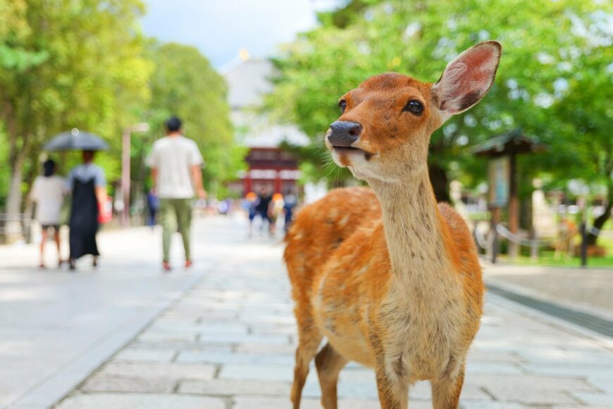 【2023年秋】奈良旅行の予算の目安は？鹿と出会える奈良公園・東大寺を巡るプランを紹介