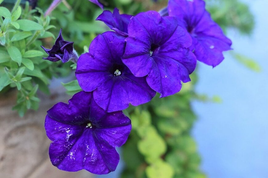 紫色の花を咲かせている、ペチュニア