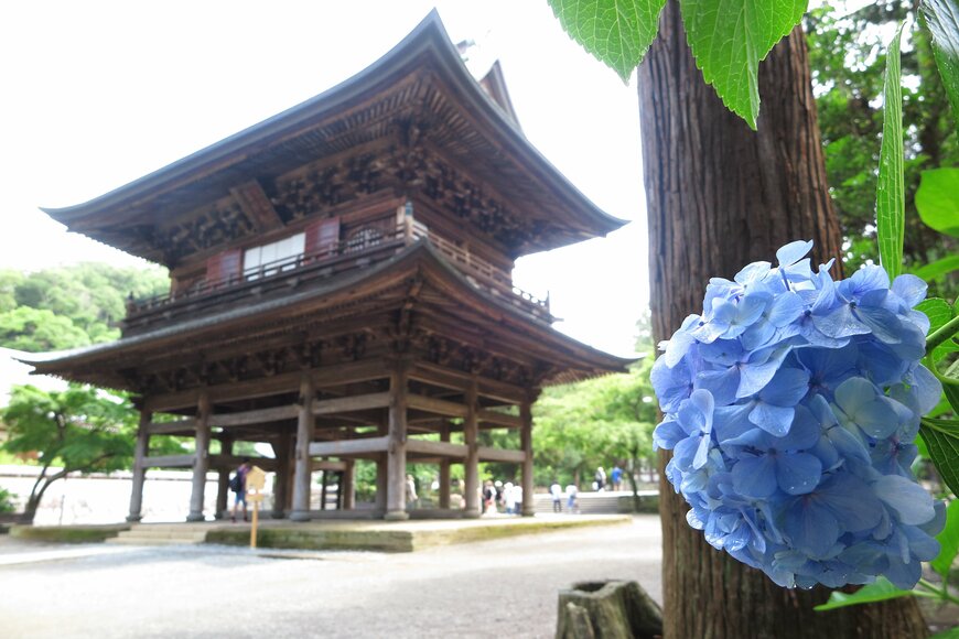 円覚寺・三門(山門) 近くのあじさい