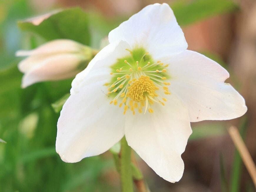 白い花を咲かせているクリスマスローズ、ニゲル