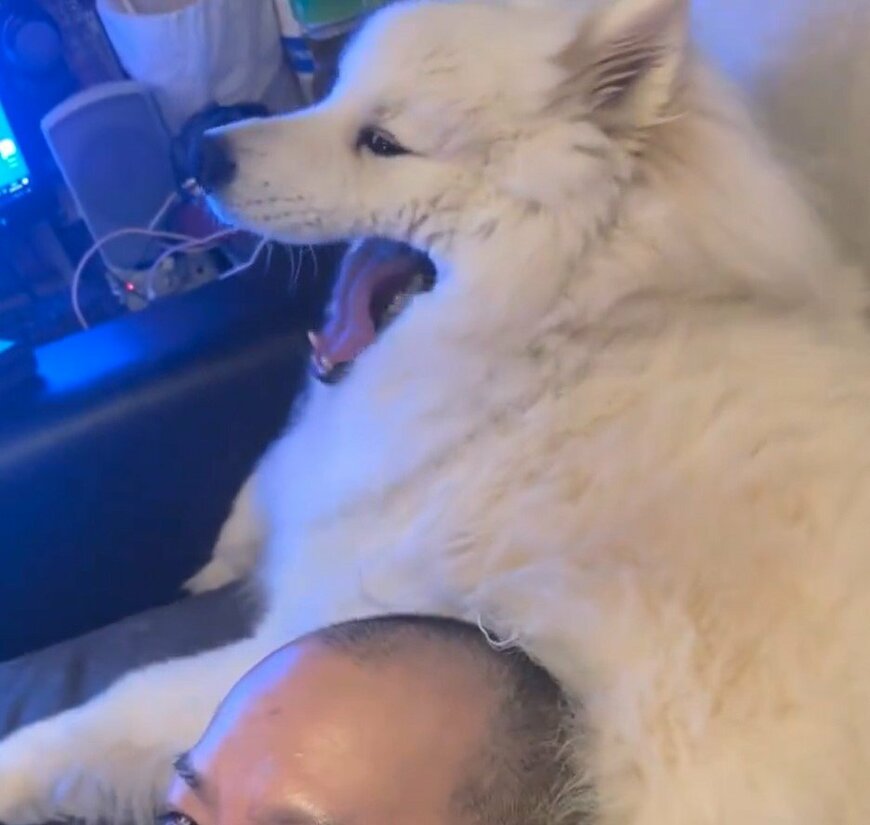 サモエドのヘッドスパ屋さん