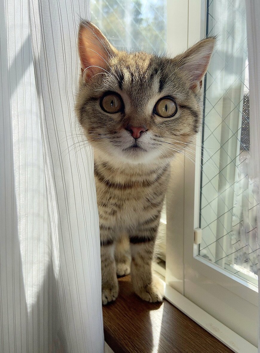 カーテンから猫
