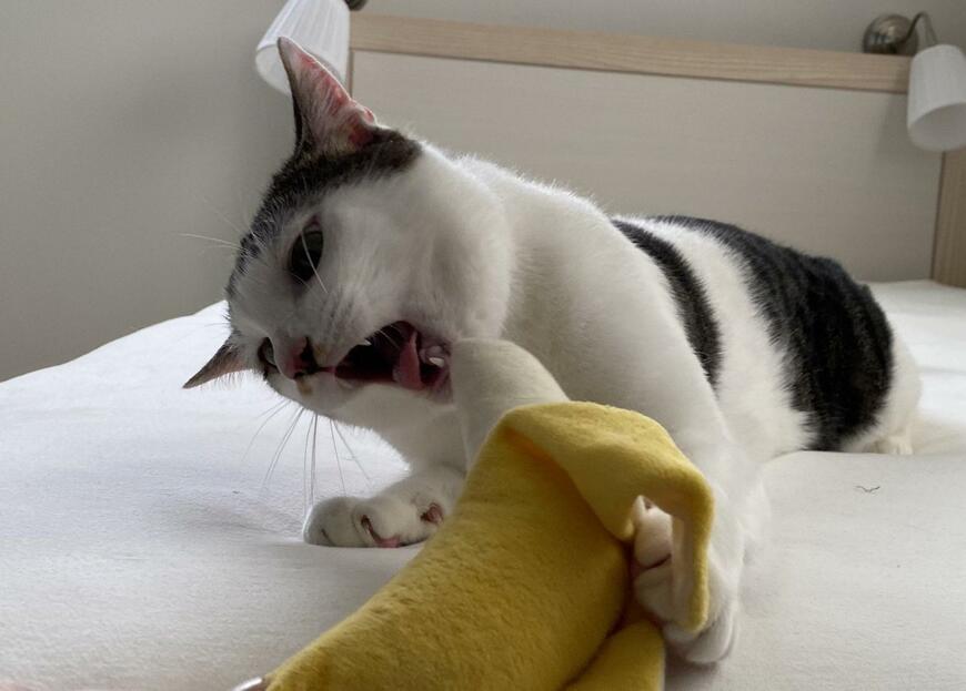 バナナのおもちゃと猫