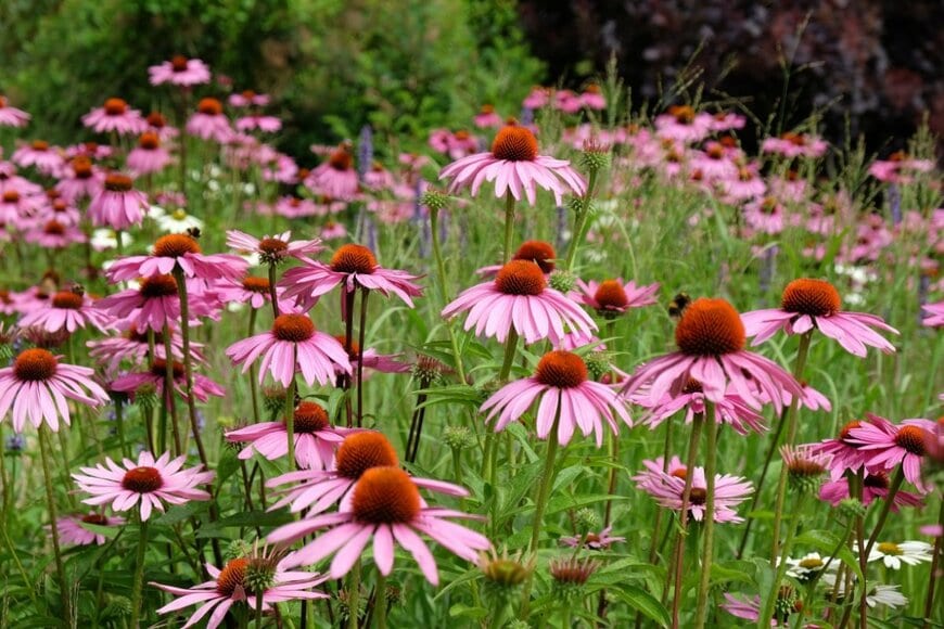 ピンクのエキナセア