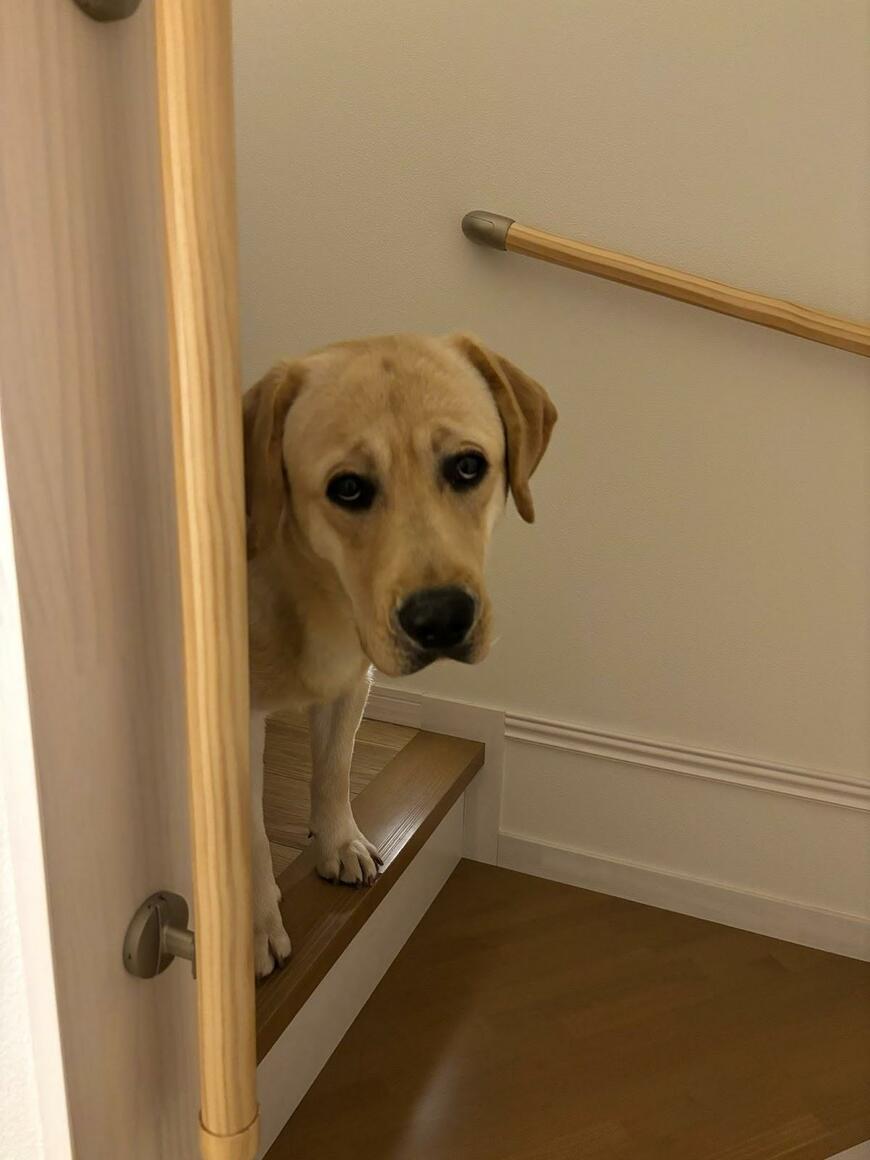 ラブラドールレトリバーの姿