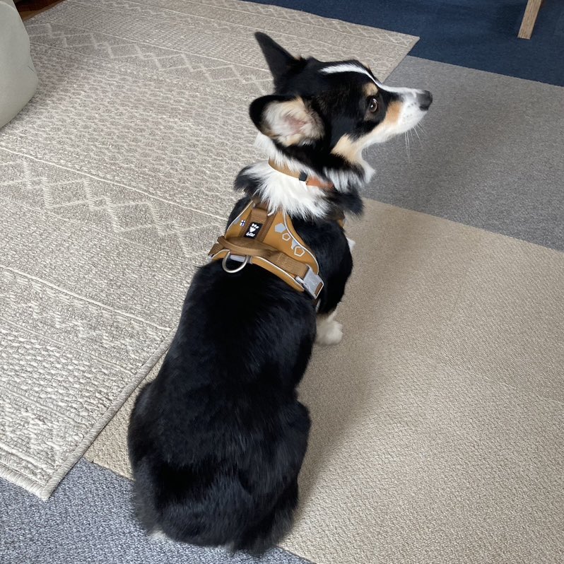 ハーネスを着用してゴキゲンなきりまろちゃん