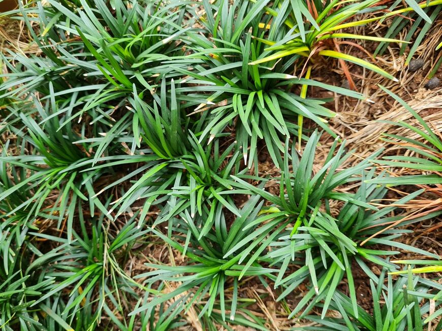 和の趣があり、濃いグリーンの葉がおしゃれな「タマリュウ」