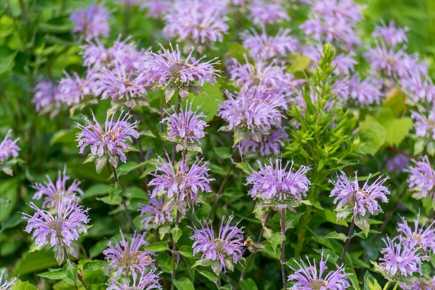 うす紫色の花を咲かせている、モナルダ