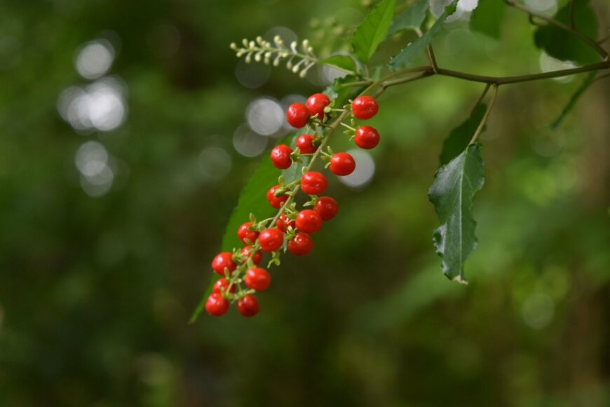小さな赤い実が連なっているジュズサンゴ