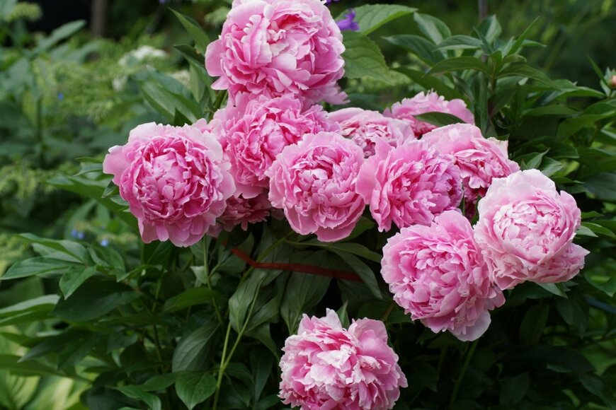 シャクヤクの花が咲いている。色はピンクで手毬のような形。