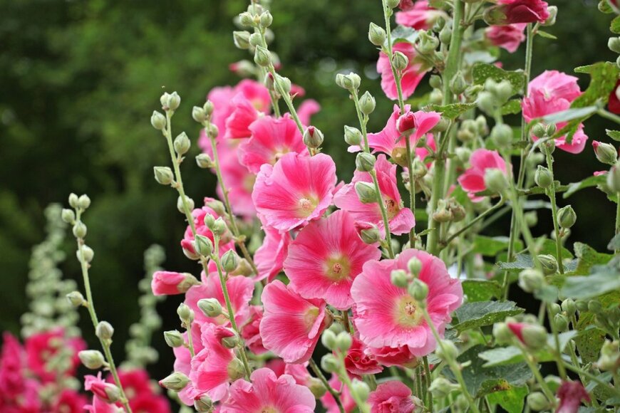 ピンクの花を咲かせている、ホリホック