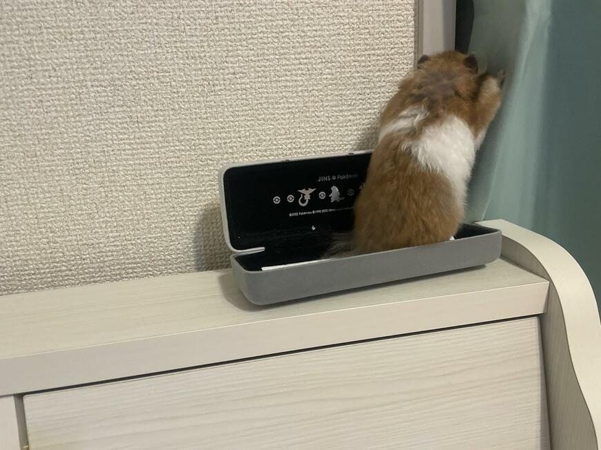 カーテンの隙間から「外の様子を伺う」ハムスター