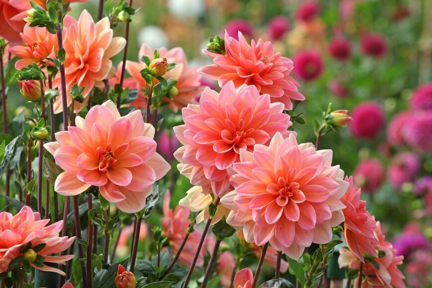 薄ピンクのダリアの花