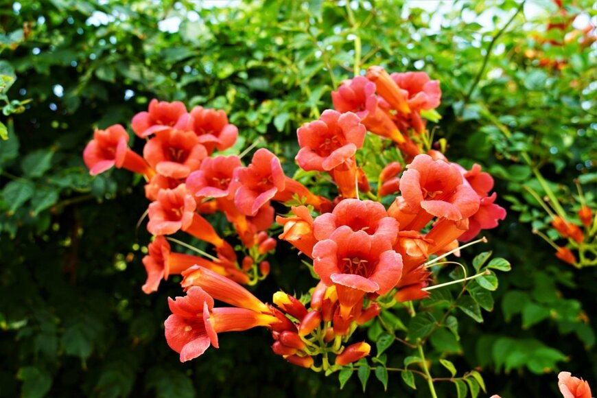 ラッパ型で鮮やかなオレンジ色の花を咲かせているノウゼンカズラ