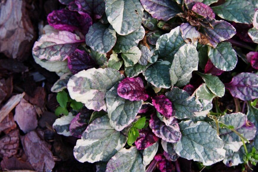 白い斑が入った、緑や紫の葉がおしゃれなアジュガ