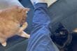 2匹の猫が「飼い主の足を挟んで戦闘」　巻き込まれてしまった一コマに「本当は嬉しいんでしょ？」