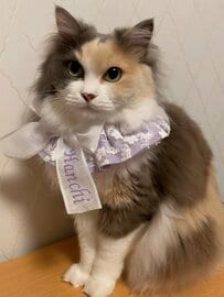 おやつが待ちきれない猫ちゃんが可愛い！ご機嫌斜め（？）な表情に反響「表情豊かですね」の声