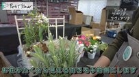 【寄せ植え動画】マーガレットの寄せ植え動画に心躍る！「ピンク」「イエロー」「ホワイト」の花を使ったカラフルな寄せ植え動画が話題