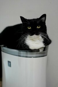 【思わず二度見】猫ちゃんが座ればアレも玉座に！「空気さえも支配している」とひれ伏す人続々？！