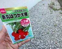 【家庭菜園の常識破り】砂利育ちの「ド根性ラディッシュ」を収穫　立派な姿に「無事育って何より」