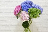 【紫陽花ガーデニング】アジサイの剪定はココで差が出る！来年もたくさん咲かせるコツ