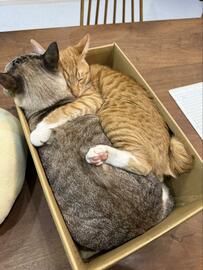 血は繋がってないけど「相思相愛」ぎゅっと抱きしめながら一緒におねんねする猫ちゃんとチラ見せの肉球に2.2万いいね