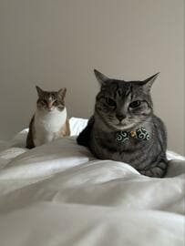 起床直後、目の前に鎮座していた猫　険しい表情で訴えていたことがかわいい