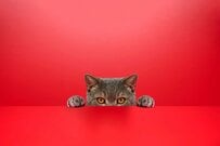 期待と不安が交差する「国民年金と厚生年金」いくらもらえるか