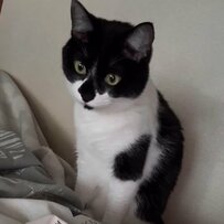 「ふみふみ」する元保護猫さんにホッコリ…と思いきや！まさかの「踏み場所」に笑ってしまう