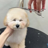 【子犬のビフォーアフター】可愛すぎる小さなワンちゃん　プロのトリミングで”テディベアカット”へ大変身する様子にいいね続々