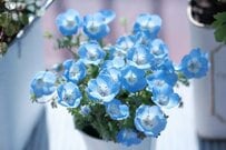 ひと鉢で玄関華やぐ「春の定番花」　センスの良い一年草「おすすめ3選」を紹介