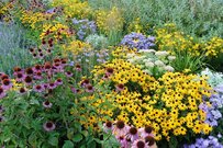 【ガーデニング】今が植えどきの〈多年草7選＆一年草6選〉で夏仕様の庭づくり