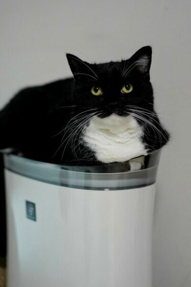 思わず二度見】猫ちゃんが座ればアレも玉座に！「空気さえも支配して